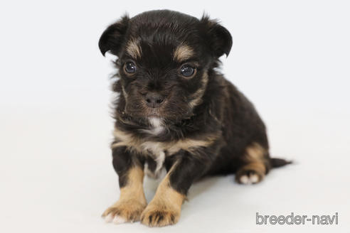 成約済の神奈川県のチワワ(ロングコート)-183696の6枚目